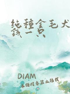 纯种金毛犬多少钱一只