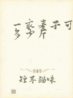 一亩麦子可以产多少斤