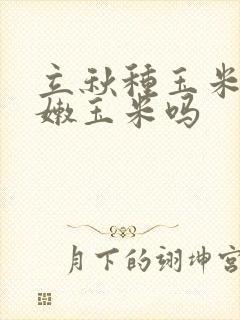 立秋种玉米能吃嫩玉米吗