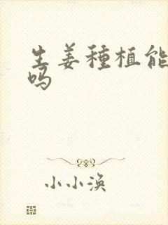 生姜种植能重茬吗
