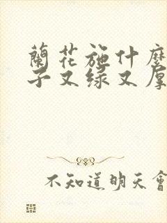 兰花施什么肥叶子又绿又厚