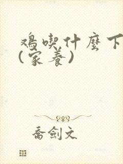 鸡吃什么下蛋多(家养)