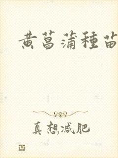 黄菖蒲种苗价格