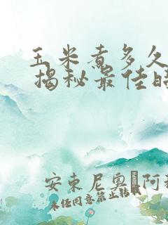 玉米煮多久能熟 揭秘最佳时间