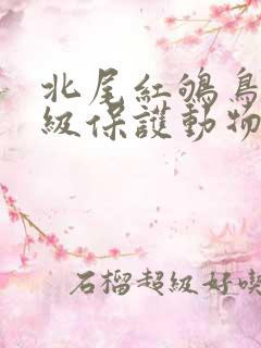 北尾红鸲鸟是几级保护动物