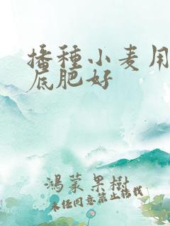播种小麦用什么底肥好