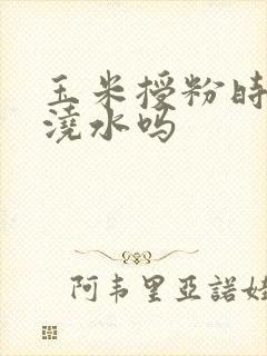 玉米授粉时间能浇水吗