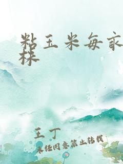 粘玉米每亩多少株