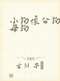 小狗像公狗还是母狗