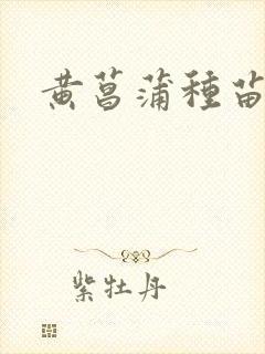 黄菖蒲种苗单价