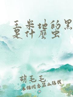 玉米地的黑色虫是什么虫