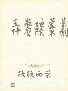 玉米地芦苇草用什么除草剂能除掉