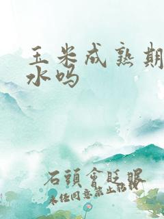 玉米成熟期要浇水吗