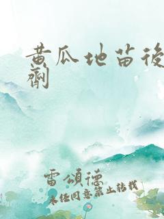 黄瓜地苗后除草剂