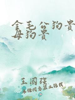 金毛公狗贵还是母狗贵