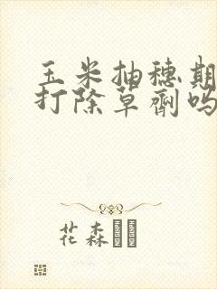 玉米抽穗期可以打除草剂吗
