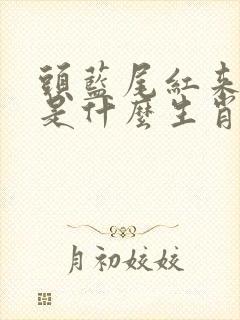 头蓝尾红来中特是什么生肖