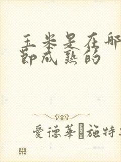 玉米是在哪个季节成熟的