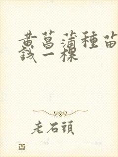 黄菖蒲种苗多少钱一棵