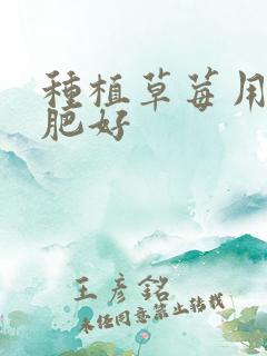 种植草莓用什么肥好