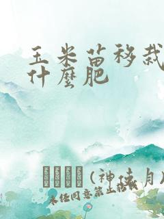 玉米苗移栽后施什么肥