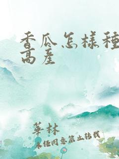香瓜怎样种植才高产