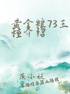 黄金粮73玉米种介绍