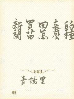 新买回来的君子兰苗怎么种
