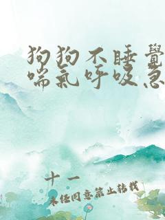 狗狗不睡觉一直喘气呼吸急促