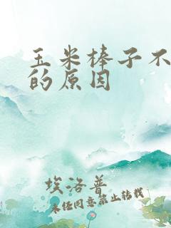 玉米棒子不饱满的原因