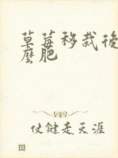 草莓移栽后用什么肥