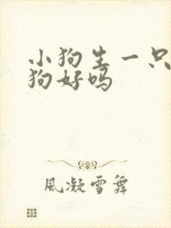 小狗生一只小白狗好吗