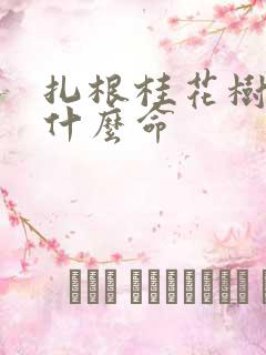 扎根桂花树下是什么命