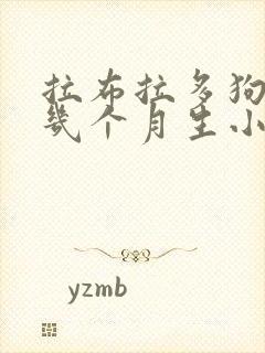 拉布拉多狗怀孕几个月生小狗