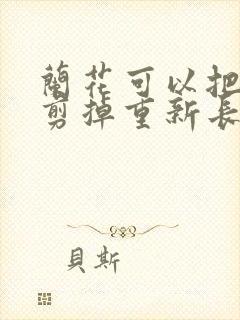 兰花可以把叶子剪掉重新长吗