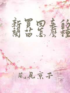新买回来的君子兰苗怎么种