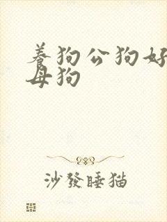 养狗公狗好还是母狗