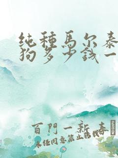 纯种马尔泰犬小狗多少钱一只