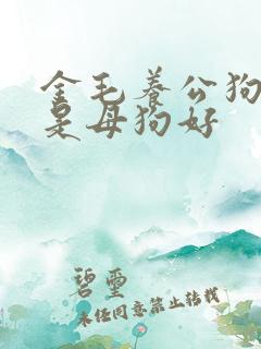 金毛养公狗好还是母狗好