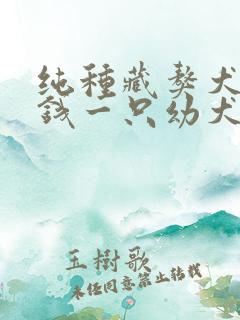 纯种藏獒犬多少钱一只幼犬