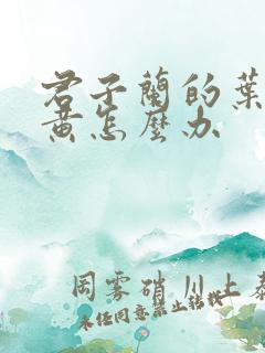 君子兰的叶子发黄怎么办