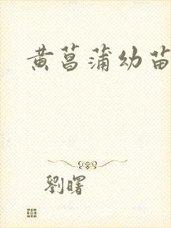 黄菖蒲幼苗