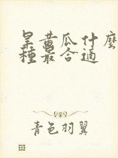 旱黄瓜什么时候种最合适