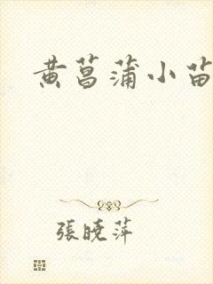 黄菖蒲小苗价格