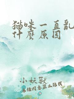 猫咪一直乱尿是什么原因