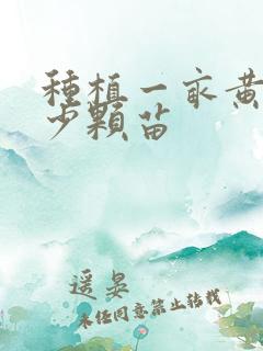 种植一亩黄精多少颗苗