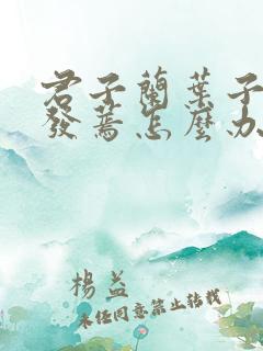 君子兰叶子发黄发蔫怎么办