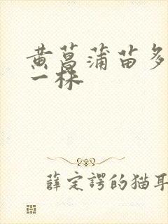 黄菖蒲苗多少钱一株