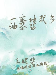 一亩地栽多少棵油茶苗