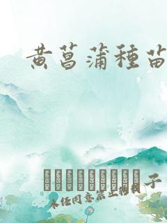 黄菖蒲种苗批发